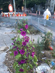 Malva sylvestris mauritiana
