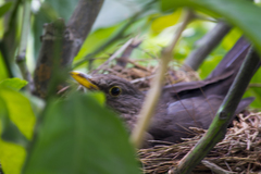 Turdus merula aterrimus