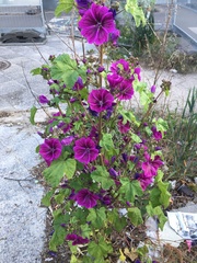 Malva sylvestris mauritiana