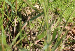 Pelophylax ridibundus