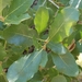 Island Scrub Oak - Photo (c) Benjamin J. Dion, some rights reserved (CC BY-NC-SA)