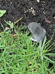 Peromyscus leucopus
