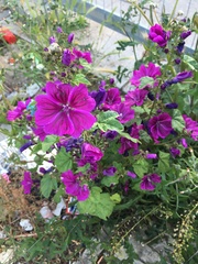 Malva sylvestris mauritiana