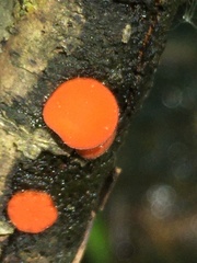 Scutellinia