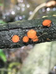 Scutellinia