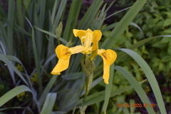 Iris pseudacorus