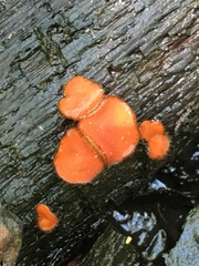 Scutellinia