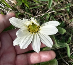 Wyethia helianthoides