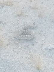 Crotalus cerastes laterorepens