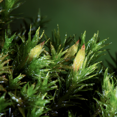 Orthotrichum bolanderi