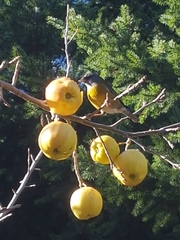 Phrygilus
