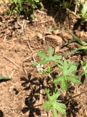 Geranium carolinianum