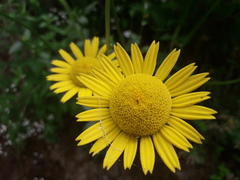 Lepidophorum repandum
