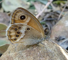 Coenonympha dorus