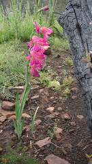 Gladiolus dubius