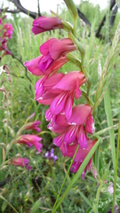 Gladiolus dubius