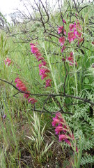 Gladiolus dubius