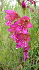 Gladiolus dubius