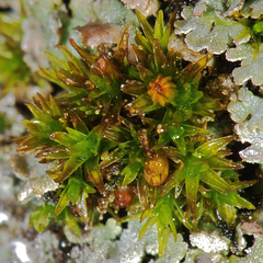 Orthotrichum flowersii
