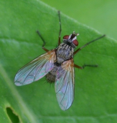 Cryptomeigenia