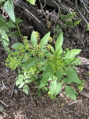 Osmorhiza occidentalis