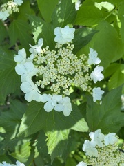Viburnum opulus