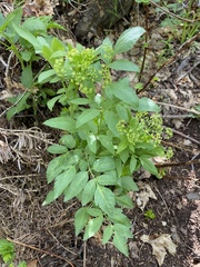 Osmorhiza occidentalis