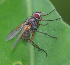Cryptomeigenia