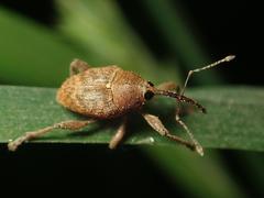 Curculio nucum