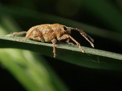 Curculio nucum
