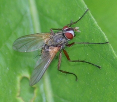 Cryptomeigenia