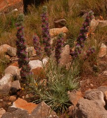 Echium albicans