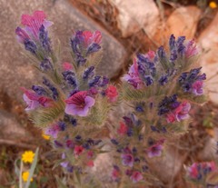 Echium albicans