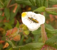 Chrysanthia reitteri