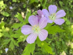 Geranium maculatum