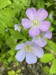 Geranium maculatum