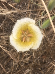 Calochortus weedii intermedius