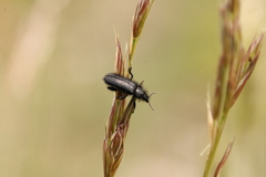 Enicopus pilosus