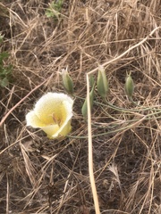 Calochortus weedii intermedius