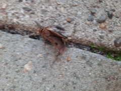 Agrotis exclamationis