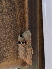 Ancistrocerus waldenii