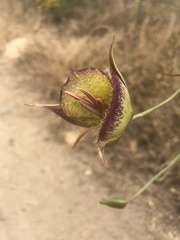 Calochortus weedii intermedius