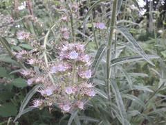 Echium lusitanicum
