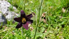 Pulsatilla rubra