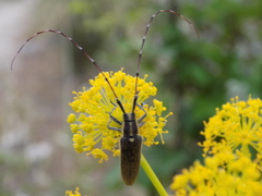 Agapanthia asphodeli