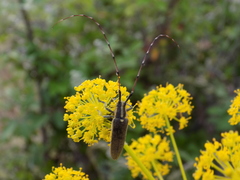 Agapanthia asphodeli