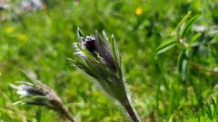 Pulsatilla rubra