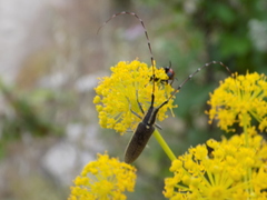 Agapanthia asphodeli