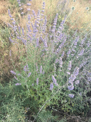 Nepeta curviflora