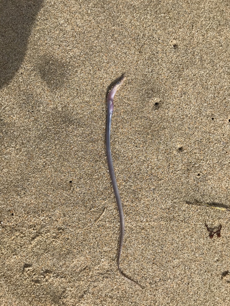 Pacific worm eel (Myrophis vafer) — Ophichthidae